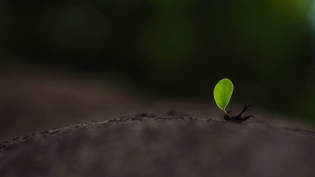 insect-leaf-invertebrate-nature-spider 图片素材