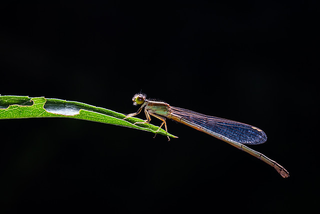 dragonfly-insect-invertebrate-no-person-wildlife 图片素材