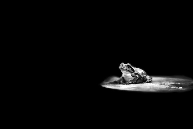 monochrome-no-person-frog-people-one picture material