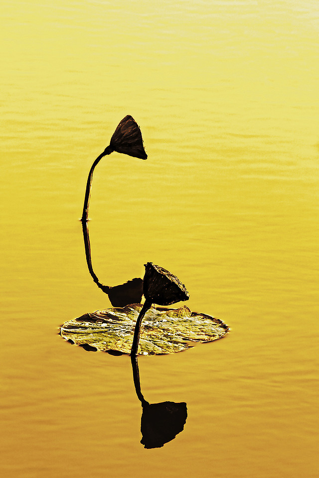 water-reflection-nature-lake-bird picture material