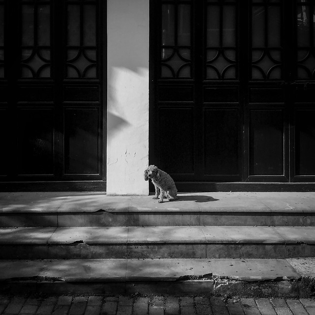 people-monochrome-street-adult-white 图片素材