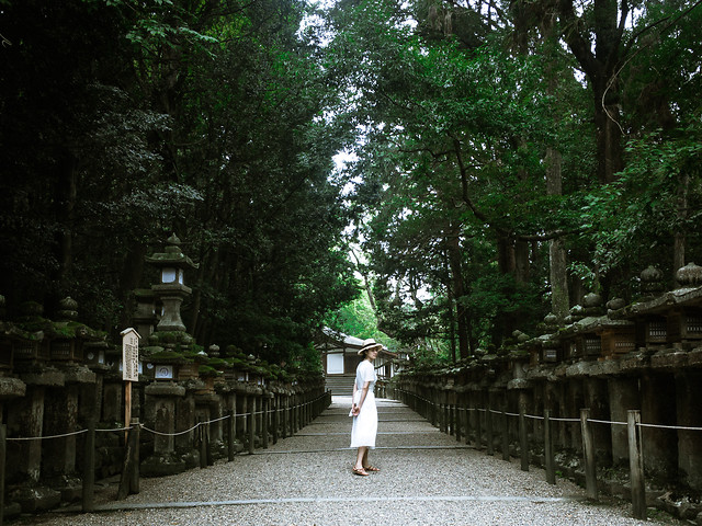 tree-wood-green-park-landscape 图片素材