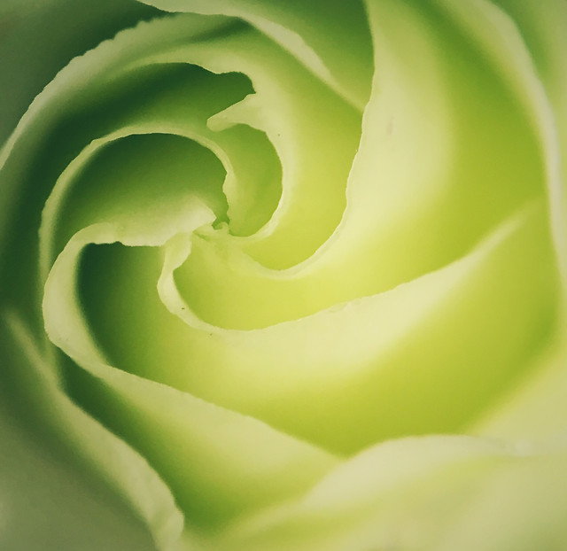 rose-flora-flower-leaf-nature 图片素材