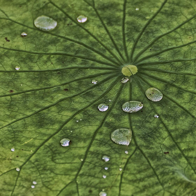 dew-leaf-flora-drop-rain 图片素材