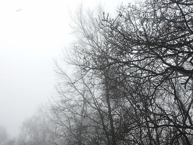 tree-winter-branch-landscape-fog 图片素材