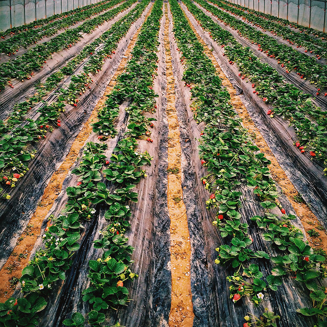 agriculture-no-person-farm-grow-leaf 图片素材