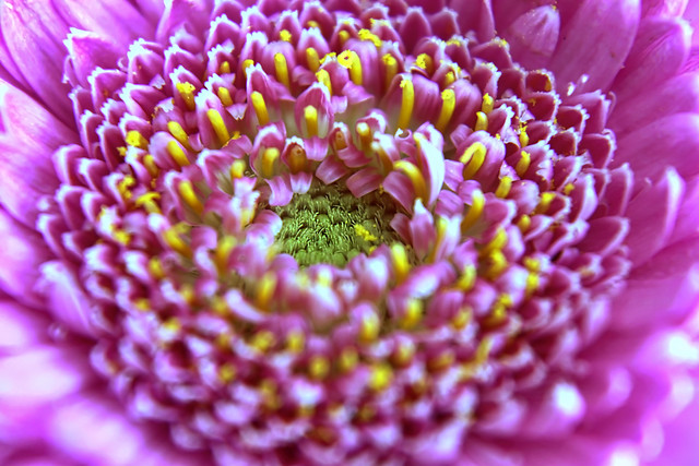 flower-nature-flora-beautiful-color 图片素材