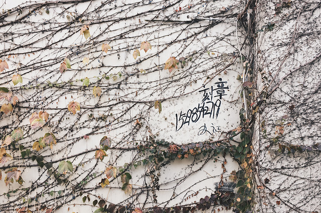 desktop-tree-no-person-wall-nature picture material