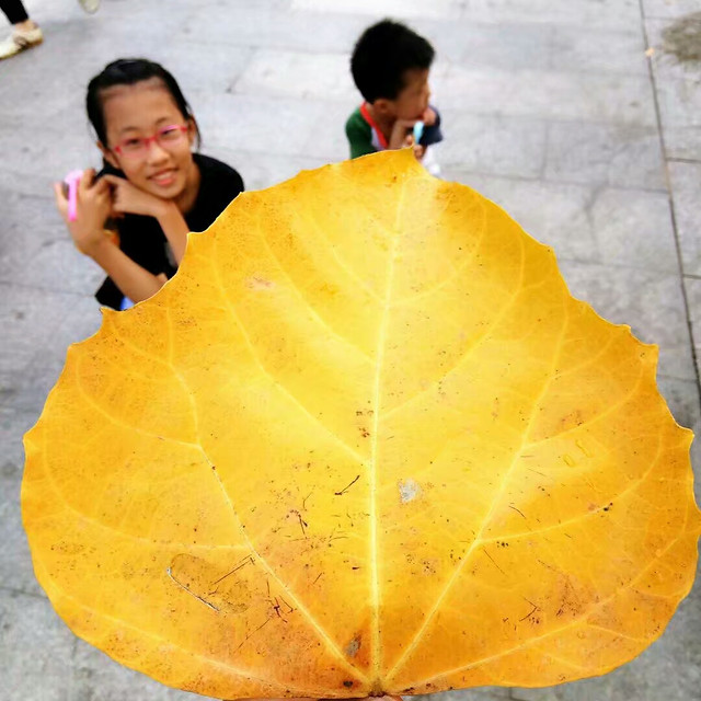 fall-leaf-people-one-maple picture material