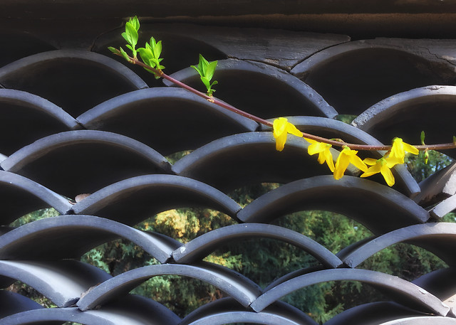 no-person-nature-outdoors-flower-leaf 图片素材