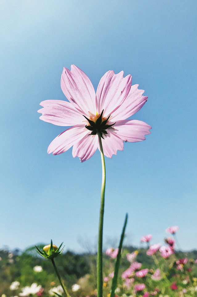 nature-flower-summer-no-person-flora 图片素材