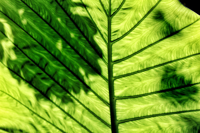 leaf-flora-growth-nature-no-person 图片素材