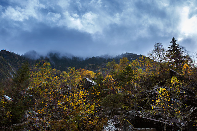 fall-tree-landscape-no-person-nature 图片素材