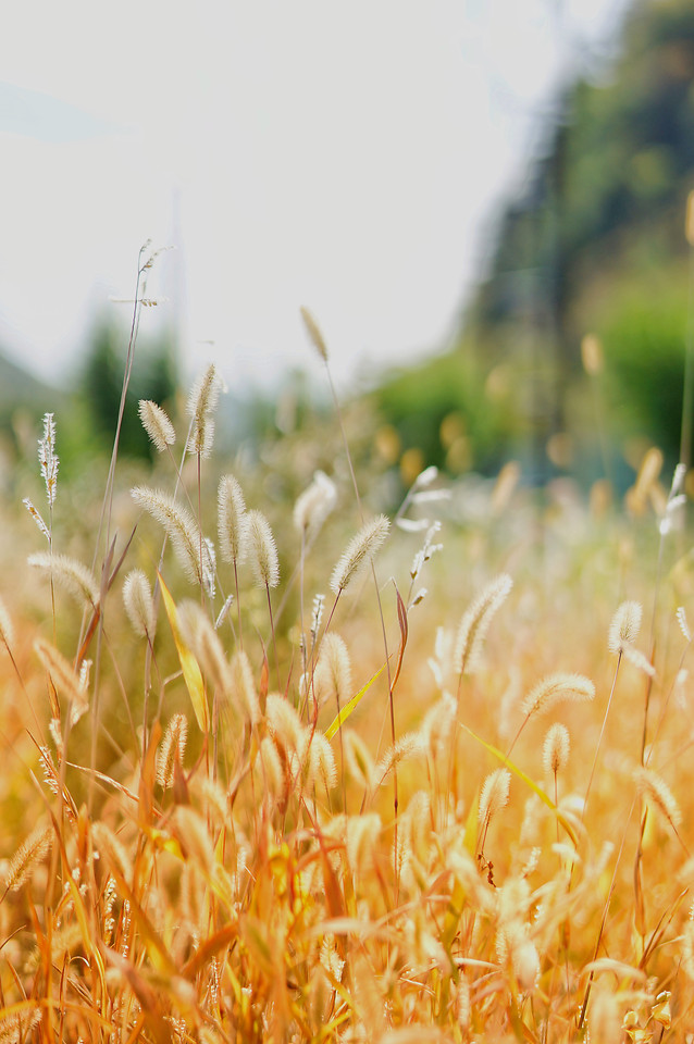 nature-field-grass-flora-summer picture material