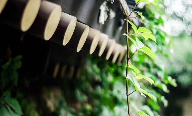 no-person-leaf-nature-wood-outdoors 图片素材