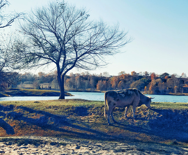 snow-landscape-winter-cavalry-tree picture material