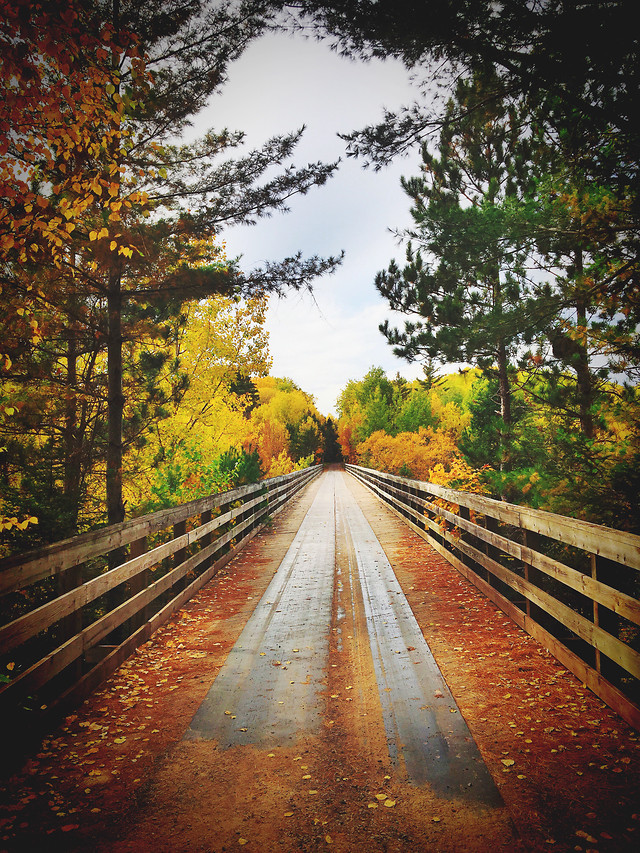 wood-tree-no-person-leaf-fall picture material