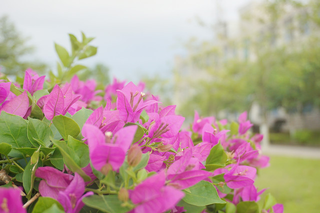 nature-summer-leaf-flower-garden picture material