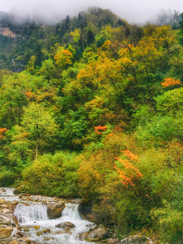 nature-leaf-water-tree-landscape picture material