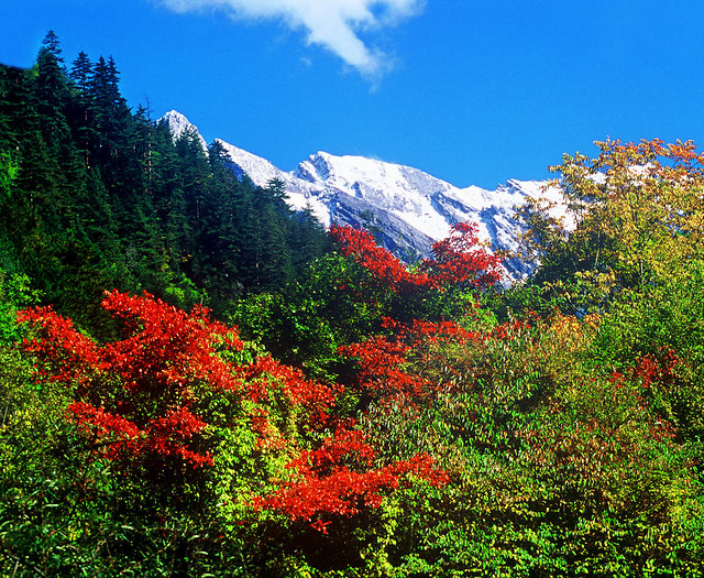 no-person-tree-leaf-fall-wood picture material