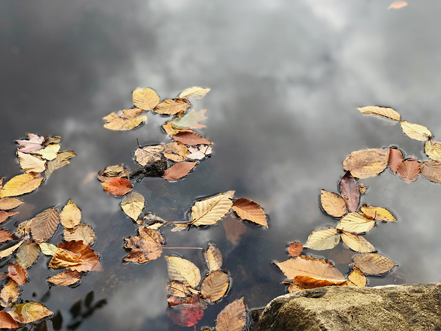 fall-no-person-leaf-outdoors-nature picture material