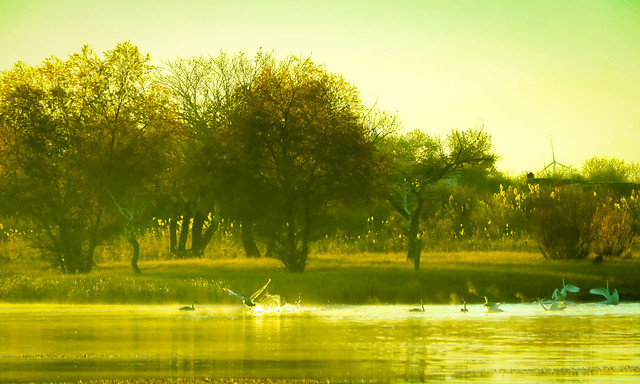 landscape-nature-tree-water-lake picture material