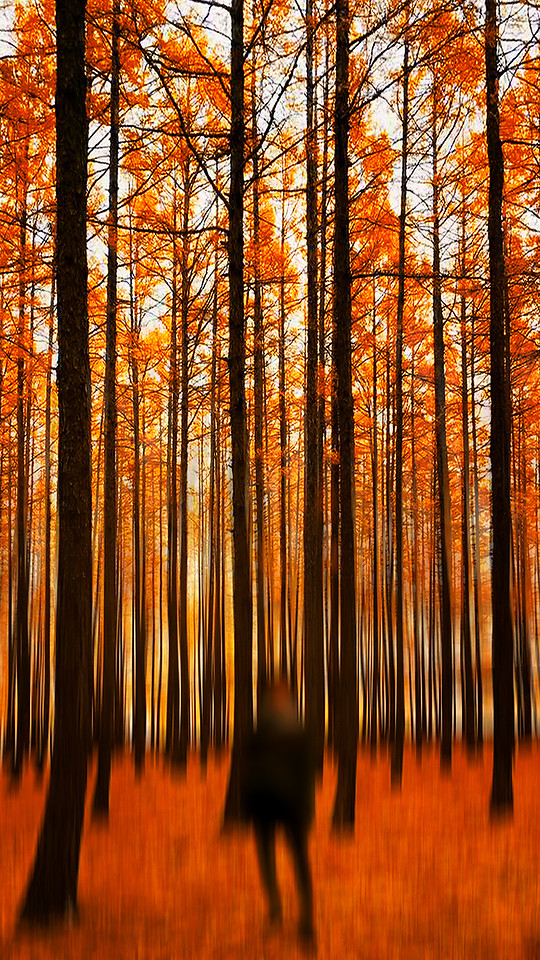 fall-wood-nature-desktop-bright 图片素材