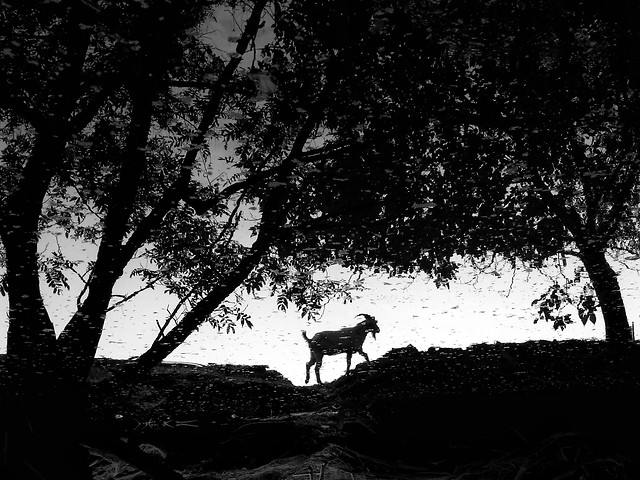 tree-monochrome-no-person-mammal-landscape 图片素材