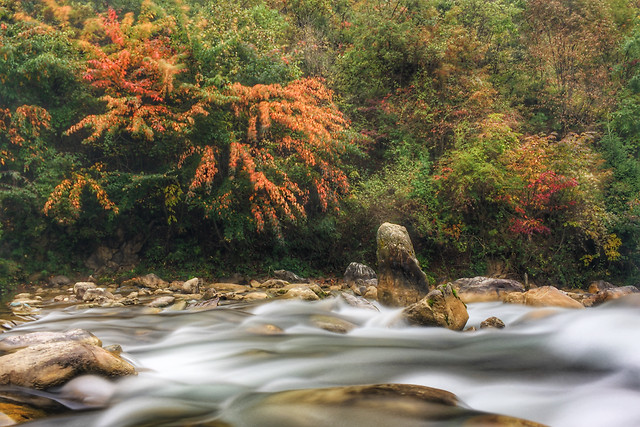water-nature-leaf-tree-river picture material