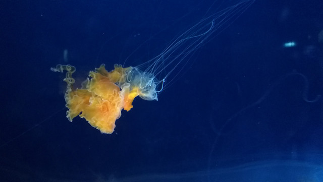 underwater-jellyfish-no-person-water-swimming picture material