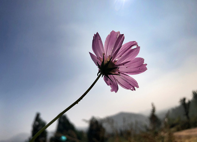 no-person-nature-flower-summer-flora 图片素材