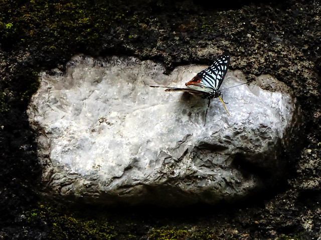 no-person-nature-outdoors-water-wildlife picture material