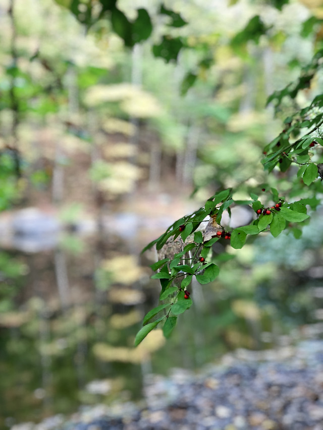 leaf-nature-no-person-flora-outdoors picture material