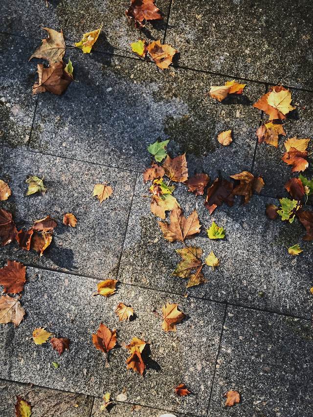 fall-desktop-leaf-texture-ground 图片素材