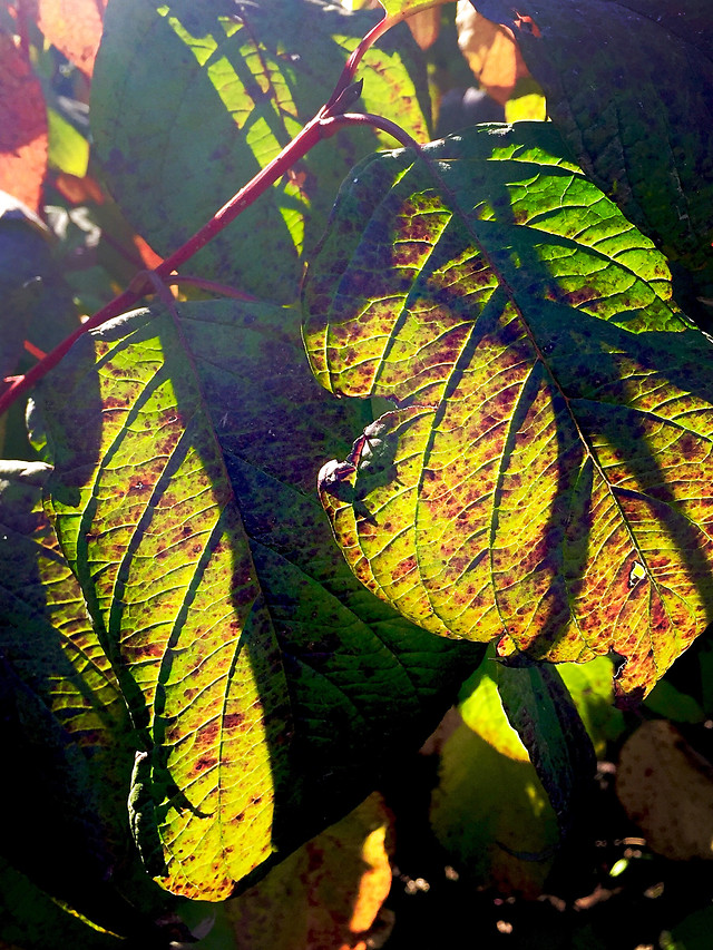 leaf-fall-nature-color-flora picture material