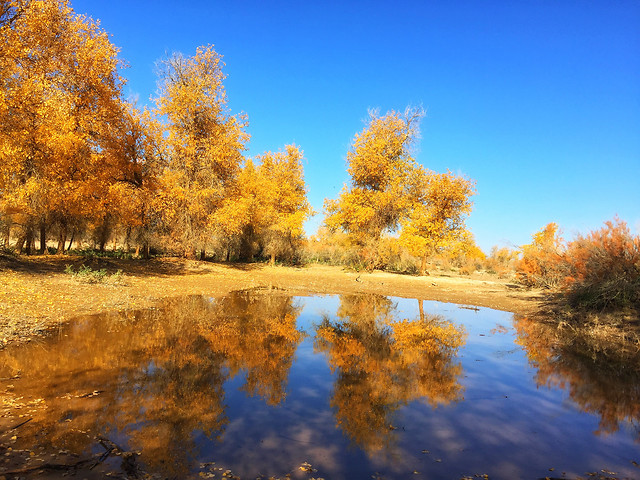 fall-no-person-tree-landscape-reflection 图片素材