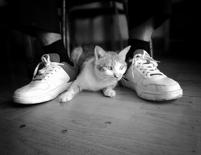 cat-monochrome-kitten-portrait-street picture material