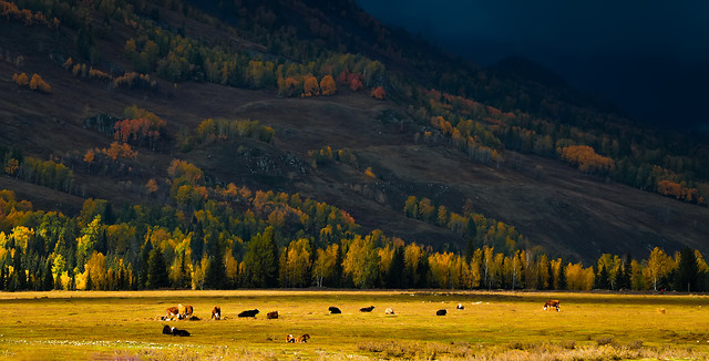 tree-no-person-landscape-wood-fall picture material
