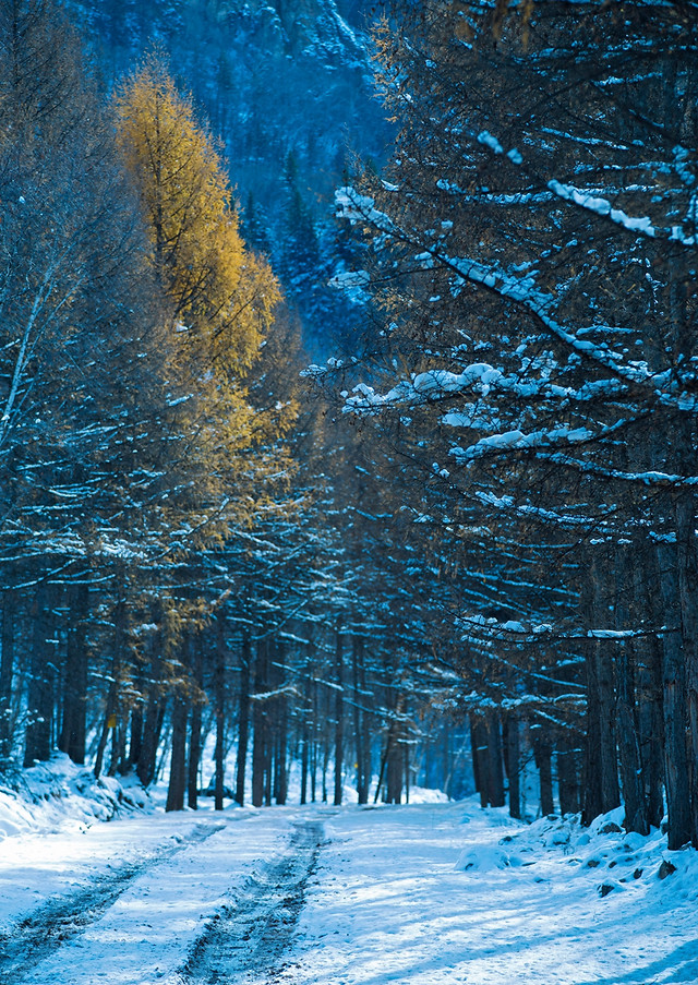 winter-snow-frost-cold-wood 图片素材