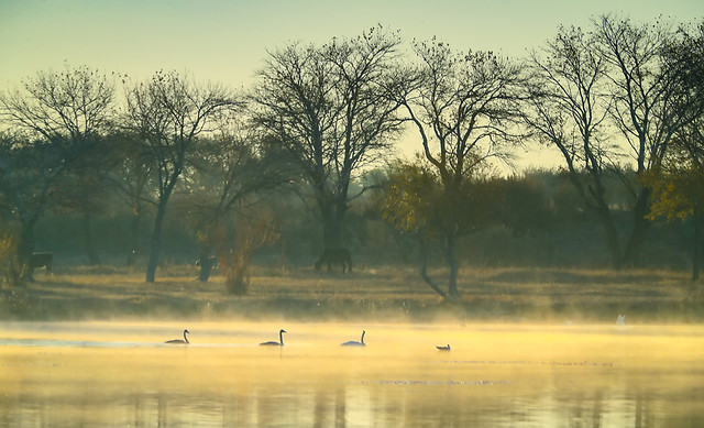 tree-landscape-no-person-water-dawn picture material