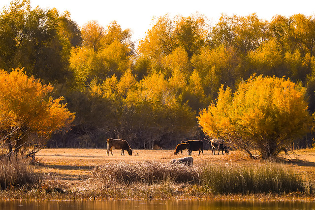 fall-tree-landscape-wood-nature picture material