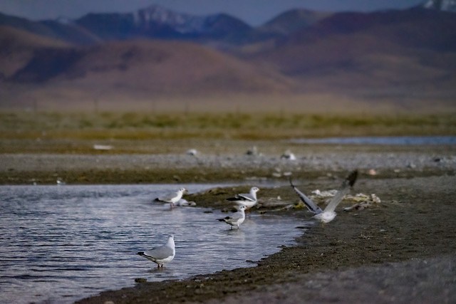 water-bird-no-person-lake-reflection 图片素材