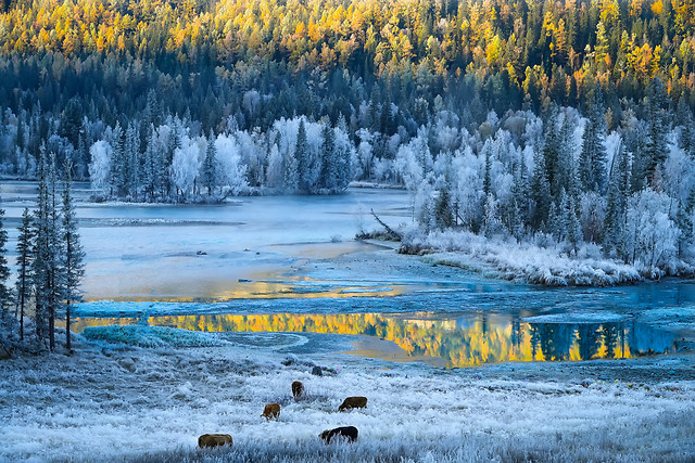snow-winter-wood-landscape-nature 图片素材