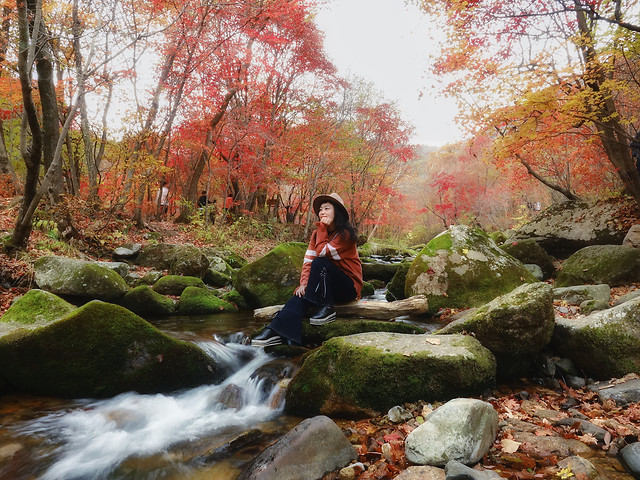 fall-nature-leaf-tree-landscape picture material