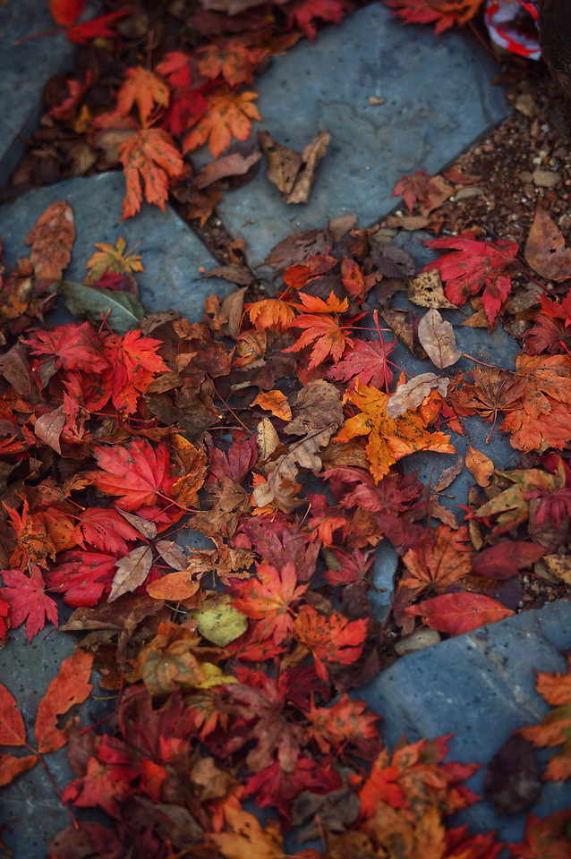 leaf-fall-no-person-tree-color picture material