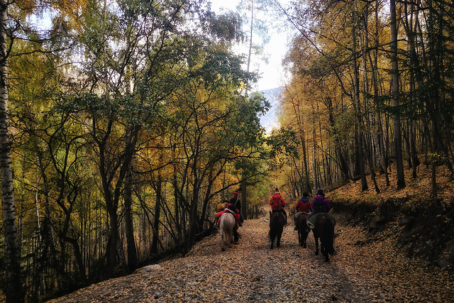 tree-wood-fall-landscape-no-person 图片素材