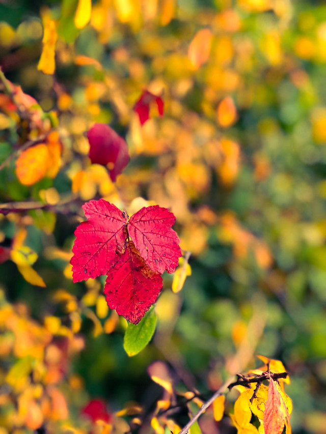 leaf-nature-fall-no-person-flora 图片素材