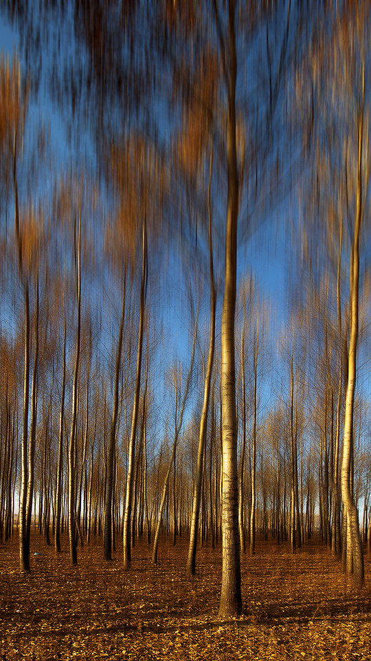 wood-sky-no-person-nature-desktop 图片素材