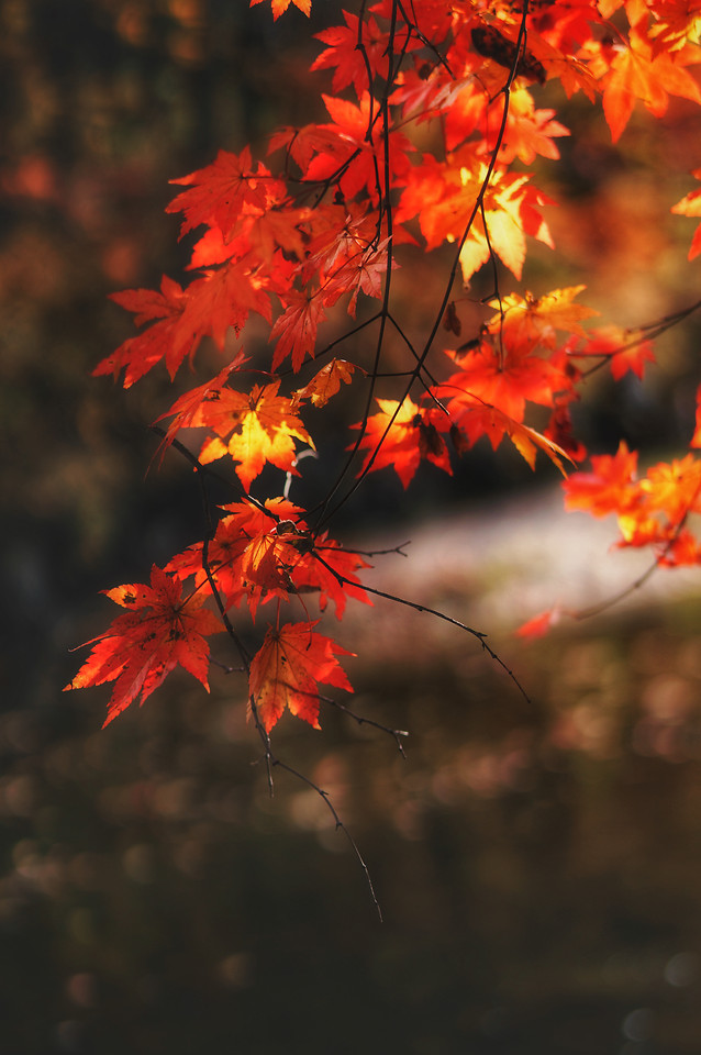 fall-leaf-maple-tree-no-person 图片素材