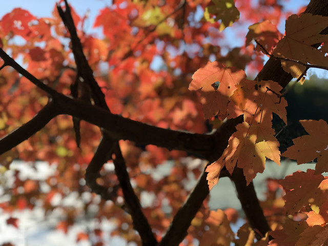 fall-leaf-tree-no-person-maple 图片素材